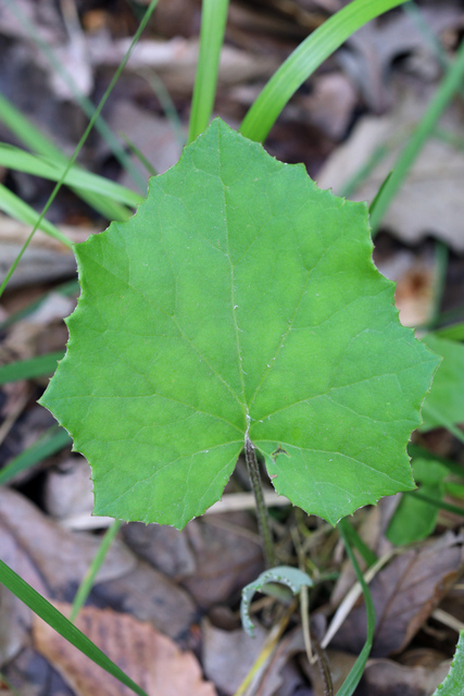 Tussilago farfara - leaves