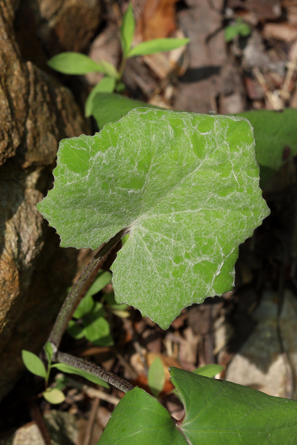 Tussilago farfara - leaves