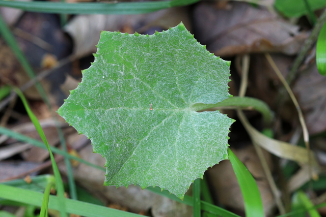 Tussilago farfara - leaves