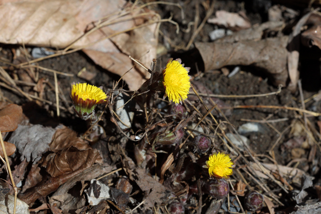 Tussilago farfara - plants