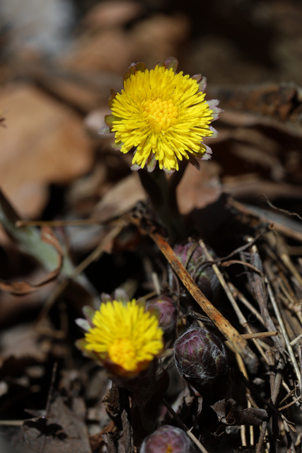 Tussilago farfara - plants