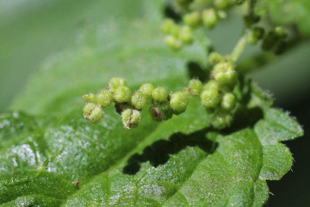 Urtica dioica