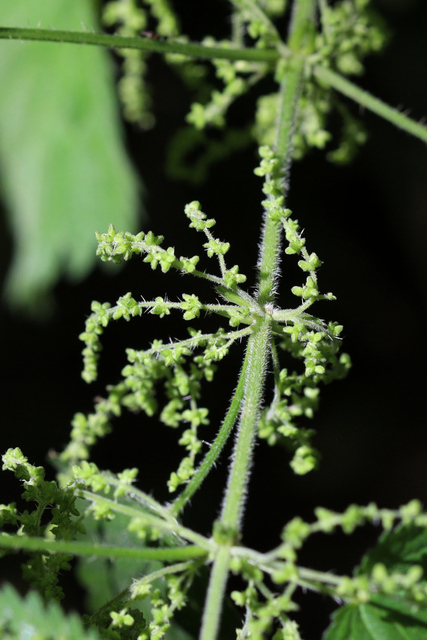 Urtica dioica