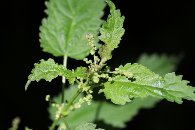 Urtica dioica