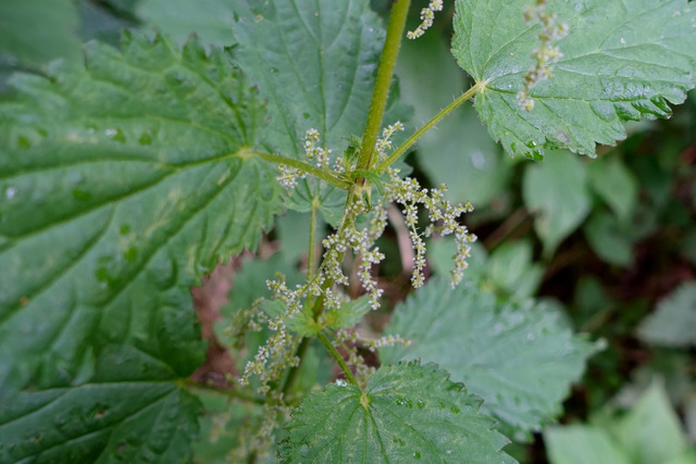 Urtica dioica