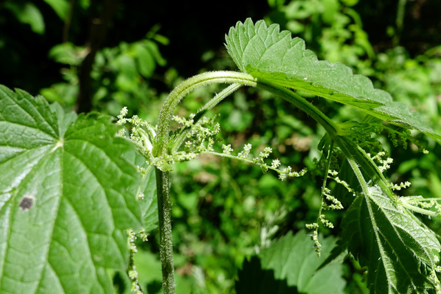 Urtica dioica