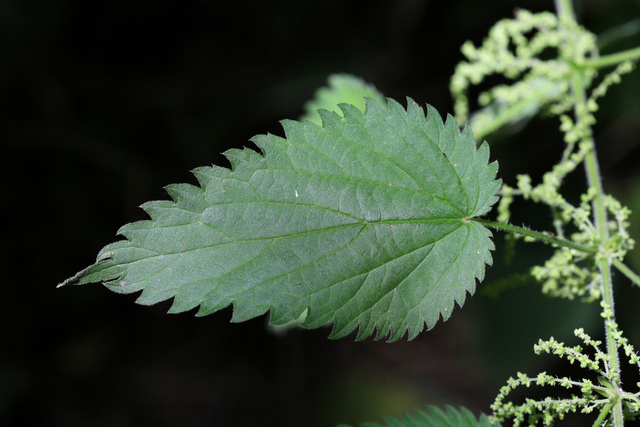 Urtica dioica - leaves