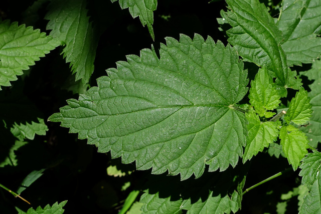 Urtica dioica - leaves