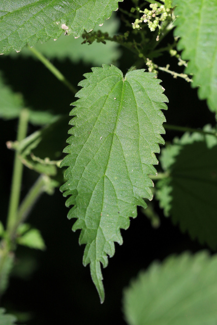 Urtica dioica - leaves