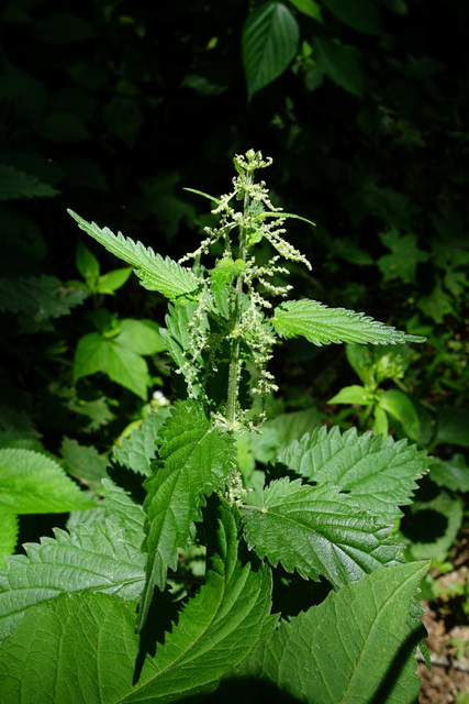 Urtica dioica - plant