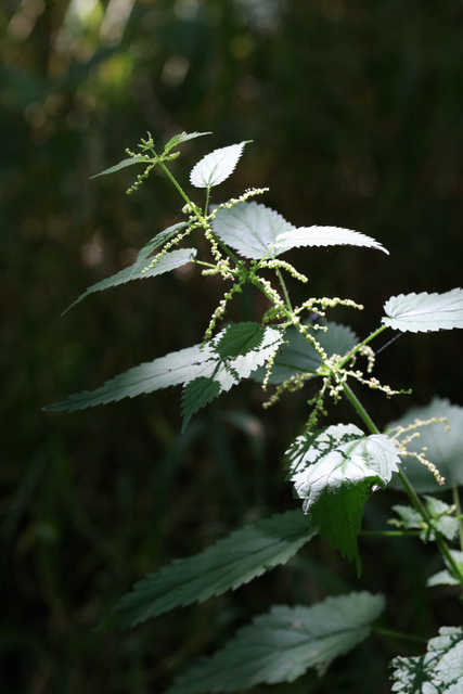 Urtica dioica - plant