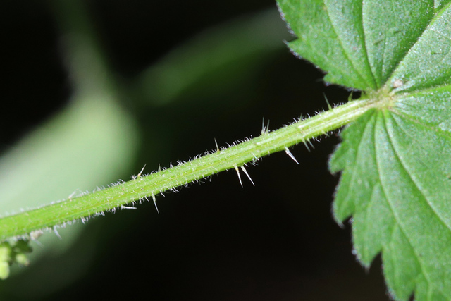 Urtica dioica - stem