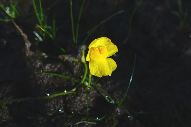 Utricularia gibba