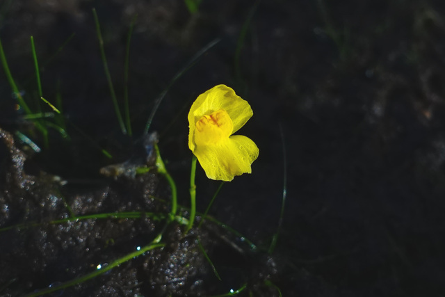Utricularia gibba