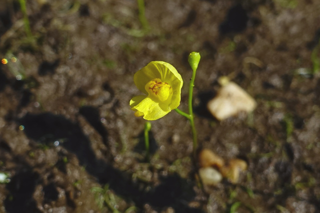 Utricularia gibba