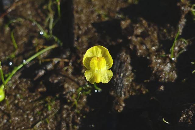 Utricularia gibba