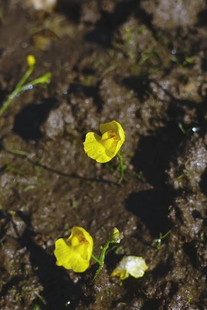 Utricularia gibba