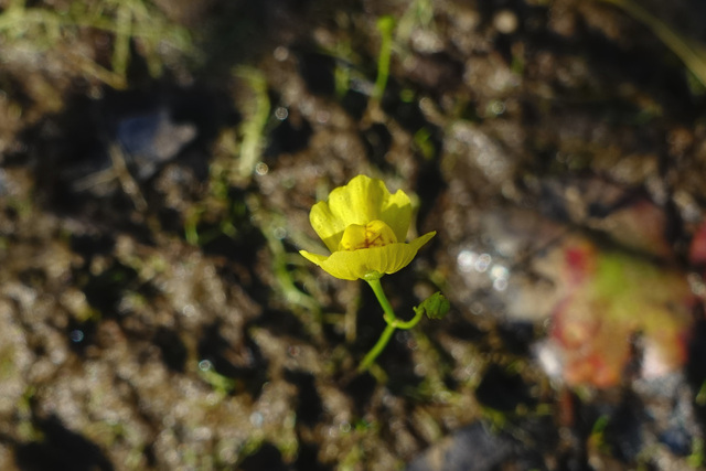 Utricularia gibba