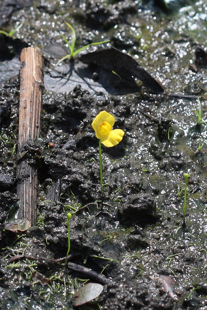 Utricularia gibba