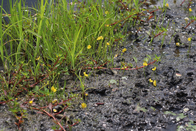Utricularia gibba - plants