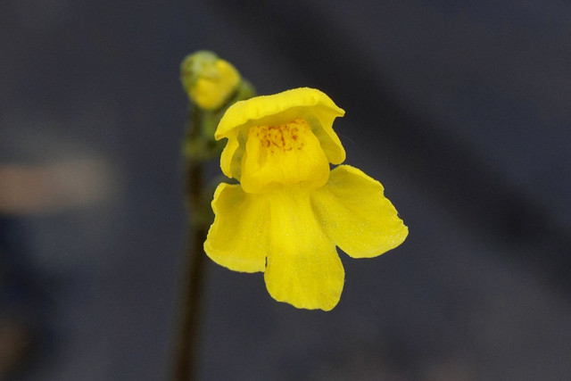 Utricularia inflata