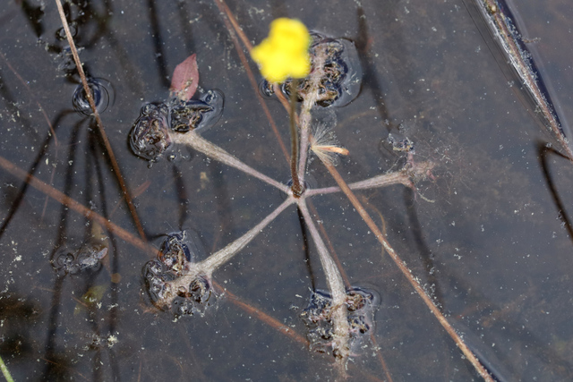 Utricularia inflata - leaves