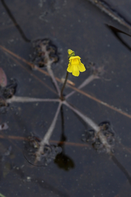 Utricularia inflata - plant