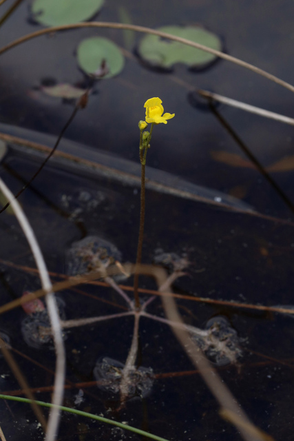 Utricularia inflata - plant