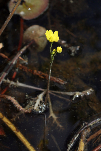 Utricularia inflata - plant