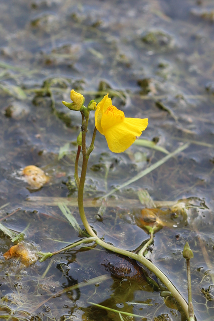 Utricularia macrorhiza