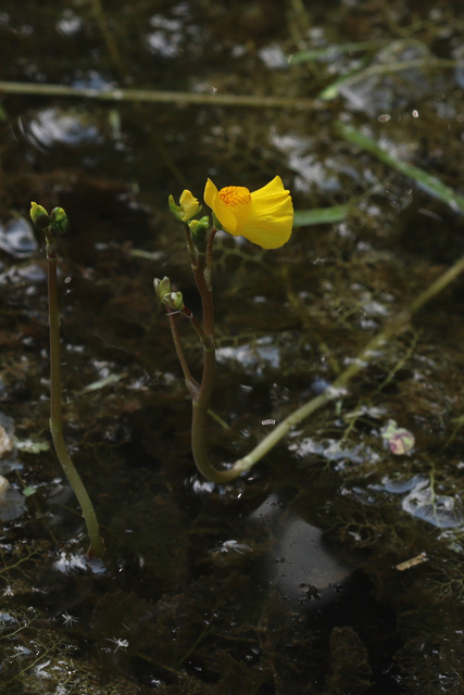 Utricularia macrorhiza