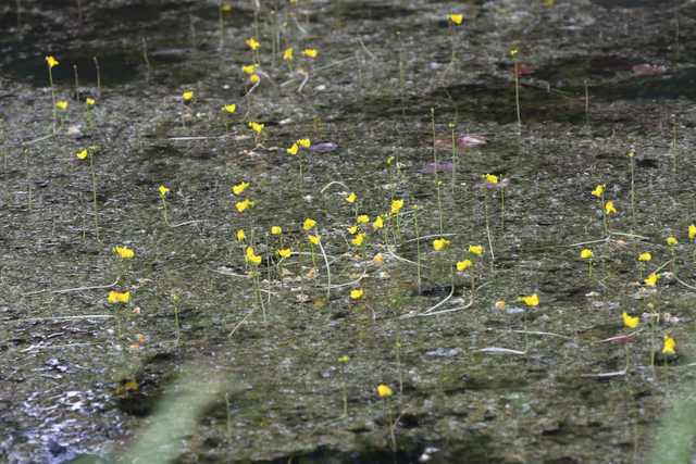 Utricularia macrorhiza - plants