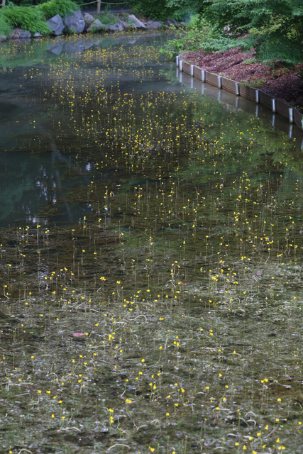 Utricularia macrorhiza - plants