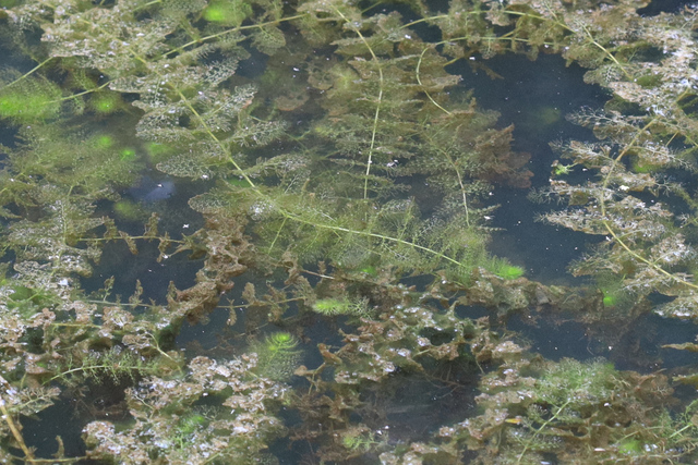 Utricularia macrorhiza - stolons