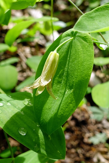 Uvularia perfoliata