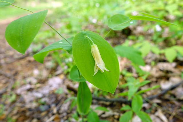 Uvularia perfoliata