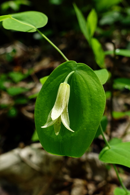 Uvularia perfoliata