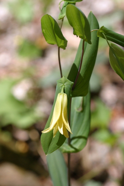 Uvularia perfoliata