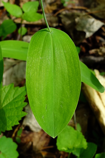 Uvularia perfoliata - leaves