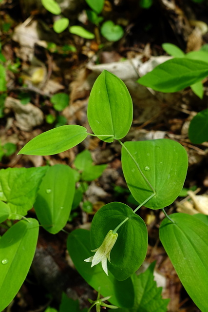 Uvularia perfoliata - leaves