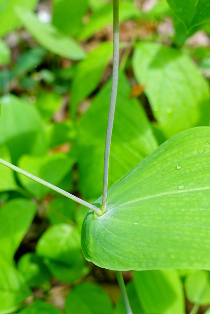 Uvularia perfoliata - stem