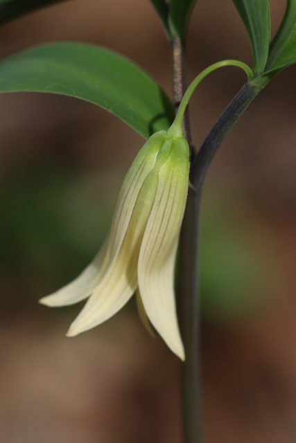 Uvularia sessilifolia