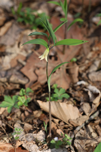 Uvularia sessilifolia - plant