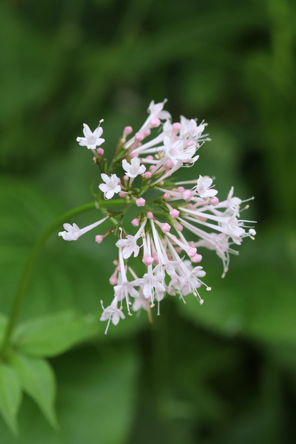 Valeriana pauciflora