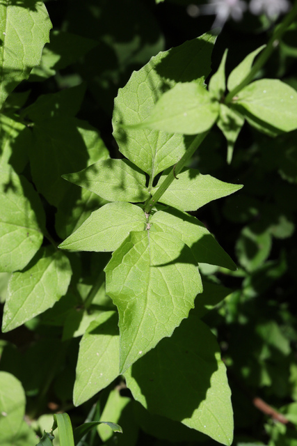 Valeriana pauciflora - leaves
