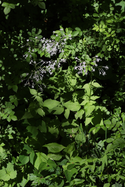 Valeriana pauciflora - plants