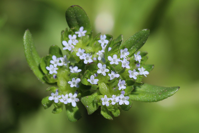 Valerianella locusta