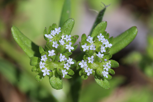 Valerianella locusta