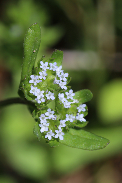 Valerianella locusta