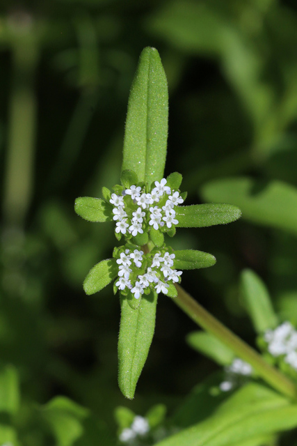 Valerianella locusta